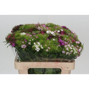 Dianthus Br Mix Rainbow