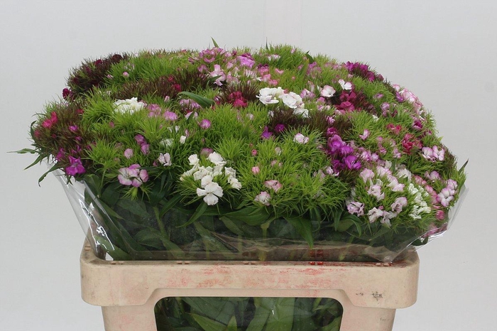 <h4>Dianthus Br Mix Rainbow</h4>