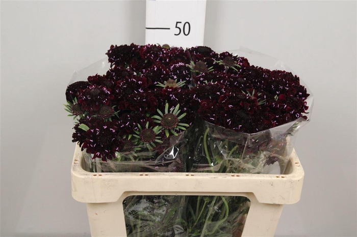 <h4>Scab At Blackberry Scoop</h4>