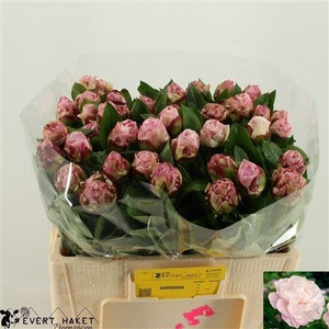 BDT PAEO L GARDENIA X 5