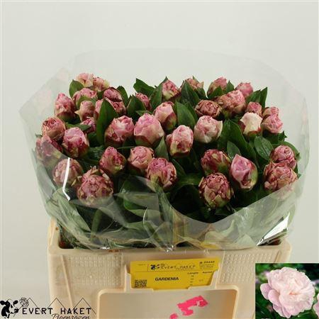 <h4>BDT PAEO L GARDENIA X 5</h4>