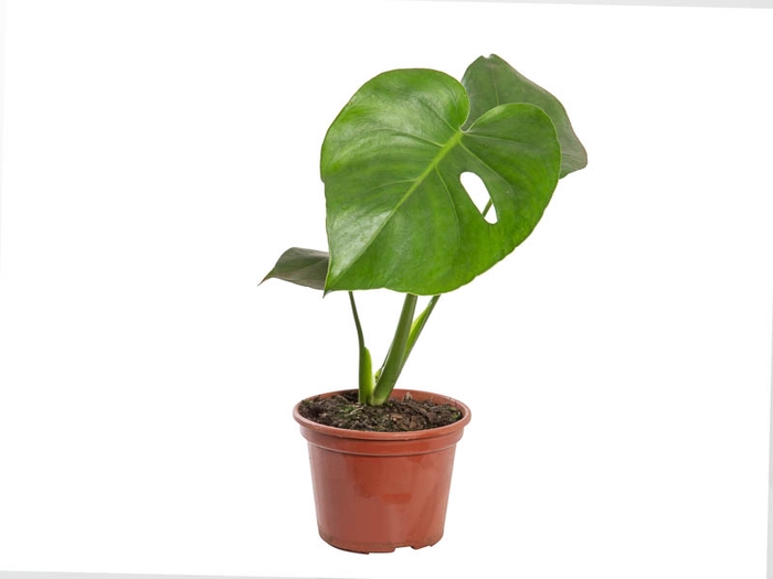 <h4>MONSTERA DELICIOSA P15</h4>