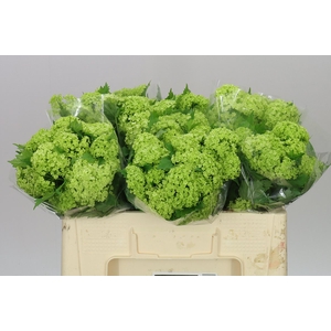 Viburnum Roseum