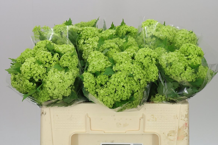 <h4>Viburnum Roseum</h4>