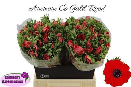 <h4>Anem Co Galil Rood</h4>