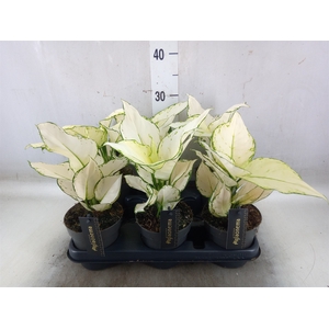 Aglaonema  'White Joy'