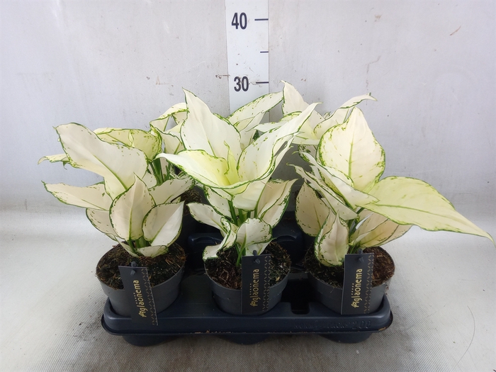 <h4>Aglaonema  'White Joy'</h4>