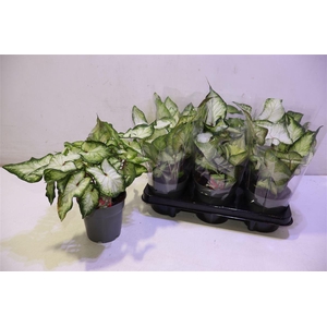 arr8 Calad White Wonder