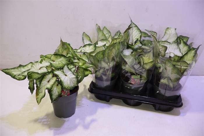 <h4>arr8 Calad White Wonder</h4>