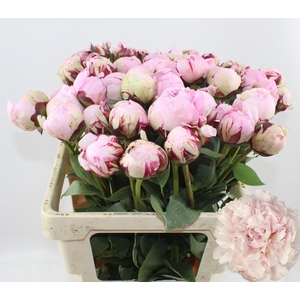 PAEO L REINE HORTENS