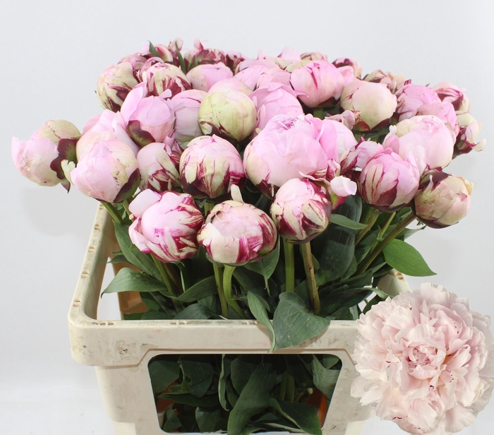 <h4>PAEO L REINE HORTENS</h4>