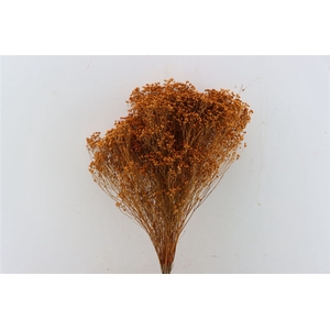 Dried Broom Oranje Bunch