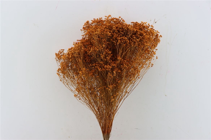 <h4>Dried Broom Oranje Bunch</h4>