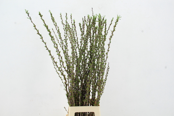 <h4>PRUNUS COMET 100CM</h4>