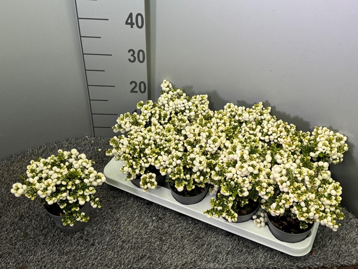 <h4>Pernettya Wit</h4>