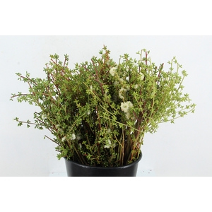 EUC EXOTICA BERRY