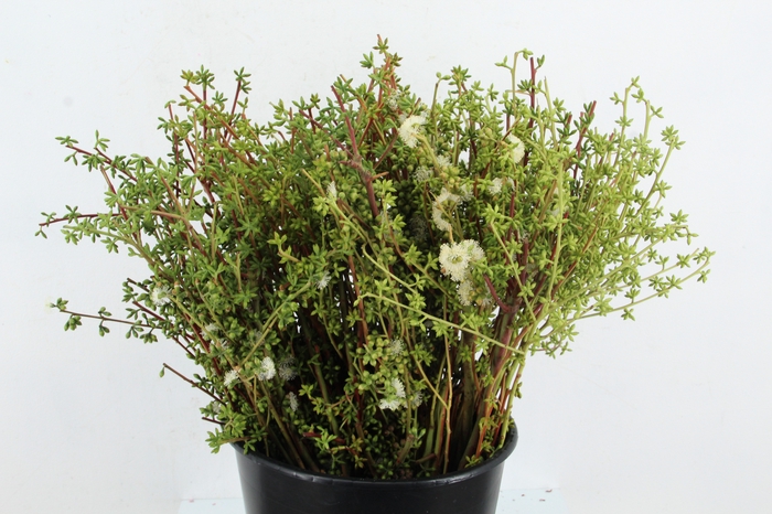 EUC EXOTICA BERRY