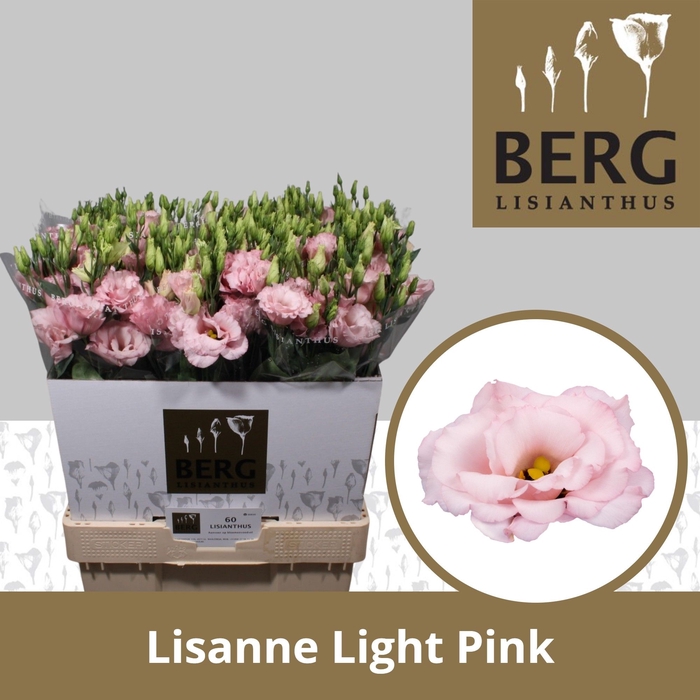<h4>Lisianthus Lisanne light pink</h4>