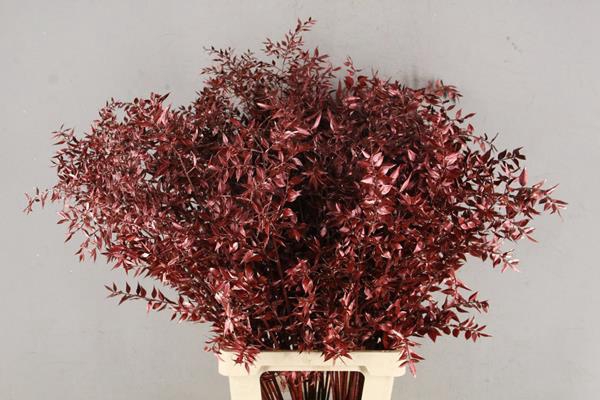 <h4>Df Ruscus 70cm Bs Metal.red</h4>