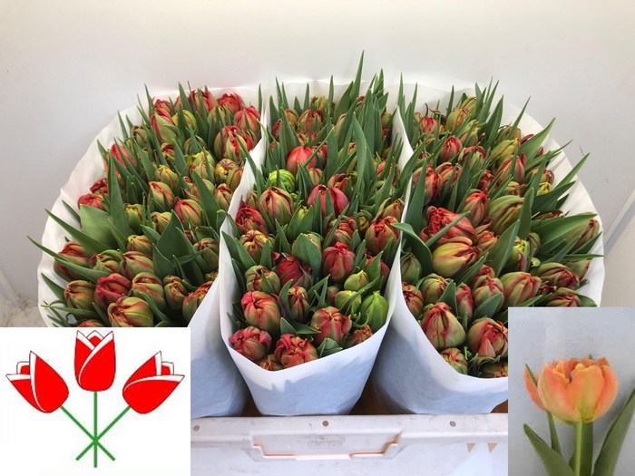 <h4>TU DU VIKING</h4>