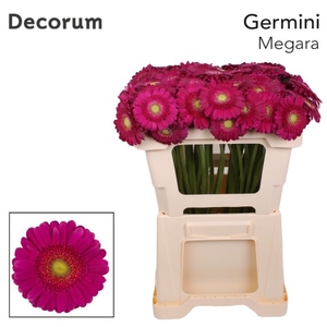 Germini Megara Doos