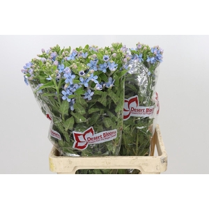 Oxypetalum Tweedia Blue