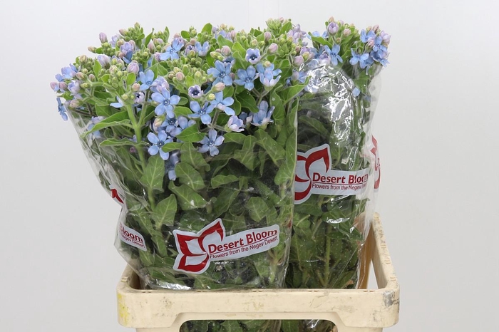 <h4>Oxypetalum Tweedia Blue</h4>