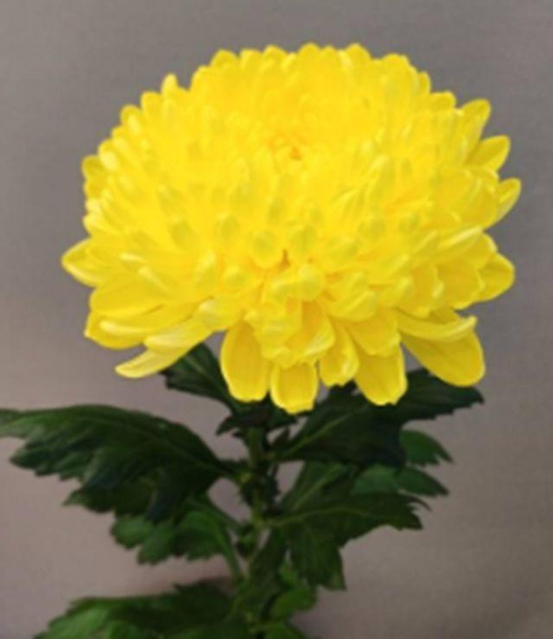 <h4>Chr G Eldorado</h4>