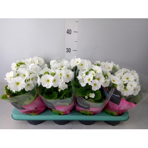 Primula obcon. 'Touch Me White'