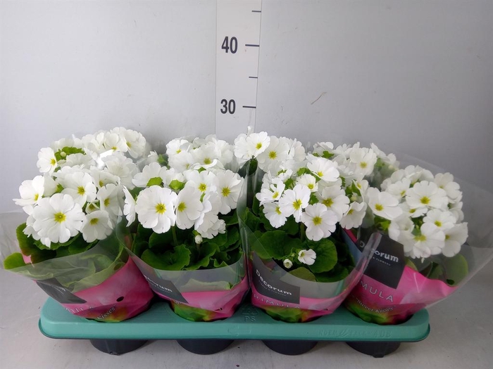 <h4>Primula obcon. 'Touch Me White'</h4>