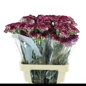 DI ST BACARAT PURPLE