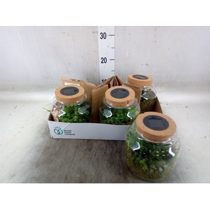 Arr.   Kamerplant Groen H%