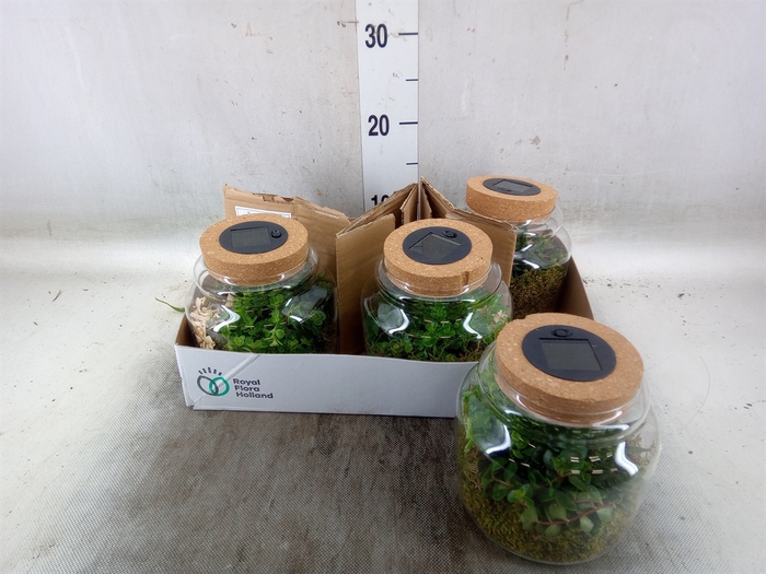 <h4>Arr.   Kamerplant Groen H%</h4>