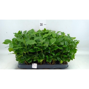 Coffea arabica