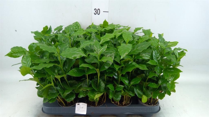 <h4>Coffea arabica</h4>