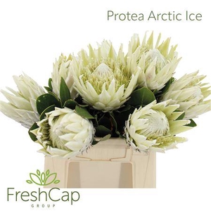 Protea Arctic Ice
