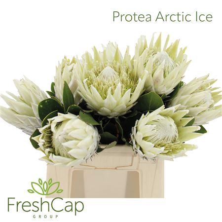 <h4>Protea Arctic Ice</h4>