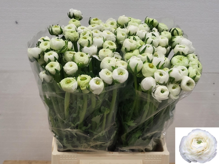 <h4>RAN EL WHITE</h4>