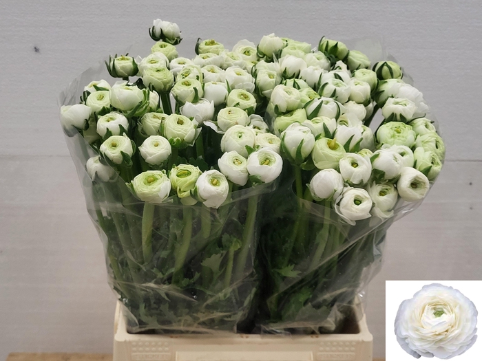 <h4>RAN EL WHITE</h4>