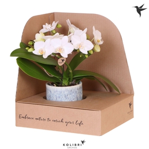 Kolibri Orchids Phalaenopsis Halo white in Sky pot in showbox