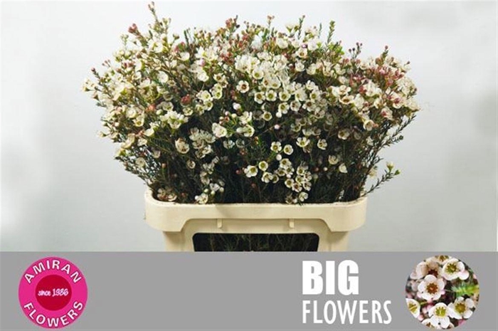 <h4>CHAME UN ELLA</h4>