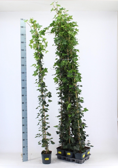 <h4>HEDE HIBERNICA</h4>