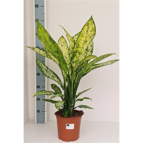 <h4>Dieffenbachia Vesuvius</h4>