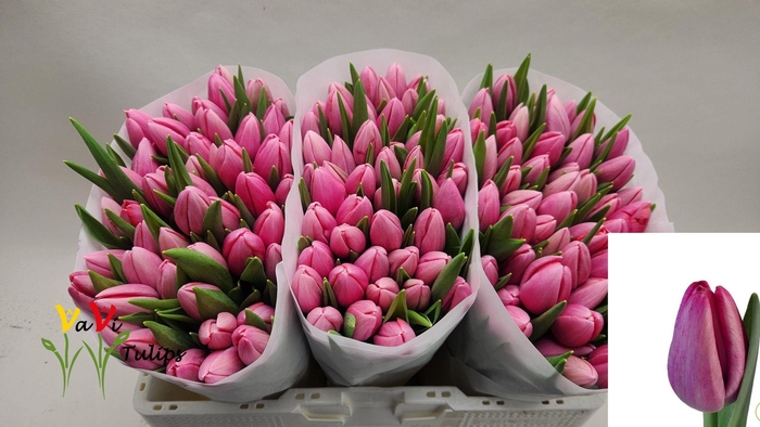 <h4>TU EN ANNACONDA</h4>