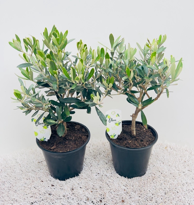 <h4>Olea europaea medi-bush</h4>