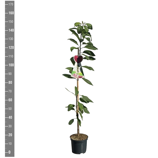 Prunus a. Sylvia zuilkers 5 liter