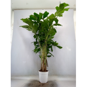 Caryota mitis