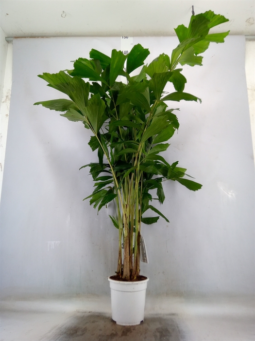 <h4>Caryota mitis</h4>