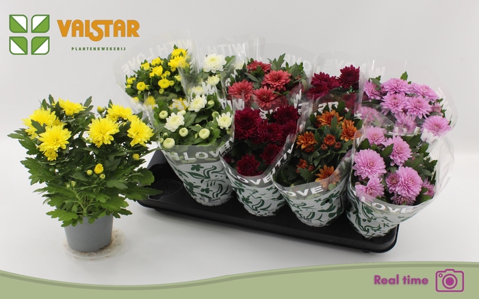 <h4>CHRYS GEM 6 KL</h4>