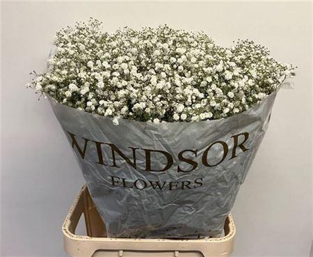 <h4>Gyps Pa Xlence</h4>